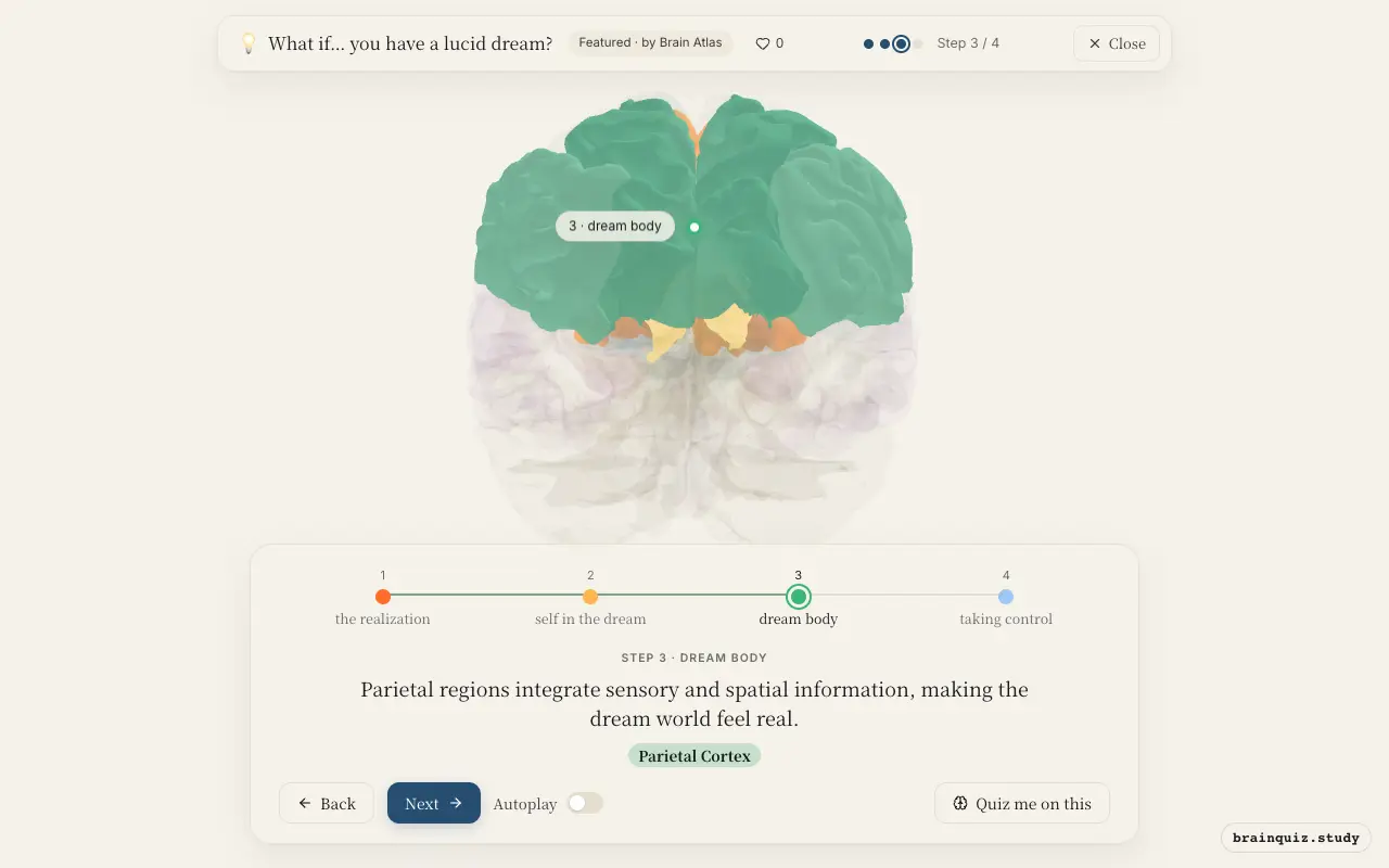 Step 3 of what happens in your brain when you have a lucid dream: Prefrontal Cortex, Posterior Cingulate Cortex, Parietal Cortex lit on the Brain Atlas 3D brain