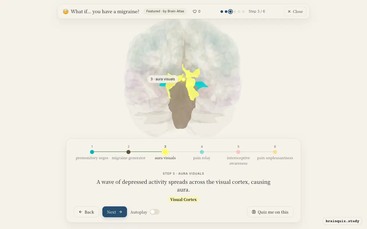 Step 3 of what happens in your brain when you have a migraine: Hypothalamus, Brainstem, Visual Cortex lit on the Brain Atlas 3D brain