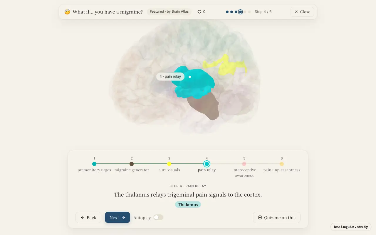 Step 4 of what happens in your brain when you have a migraine: Hypothalamus, Brainstem, Visual Cortex, Thalamus lit on the Brain Atlas 3D brain