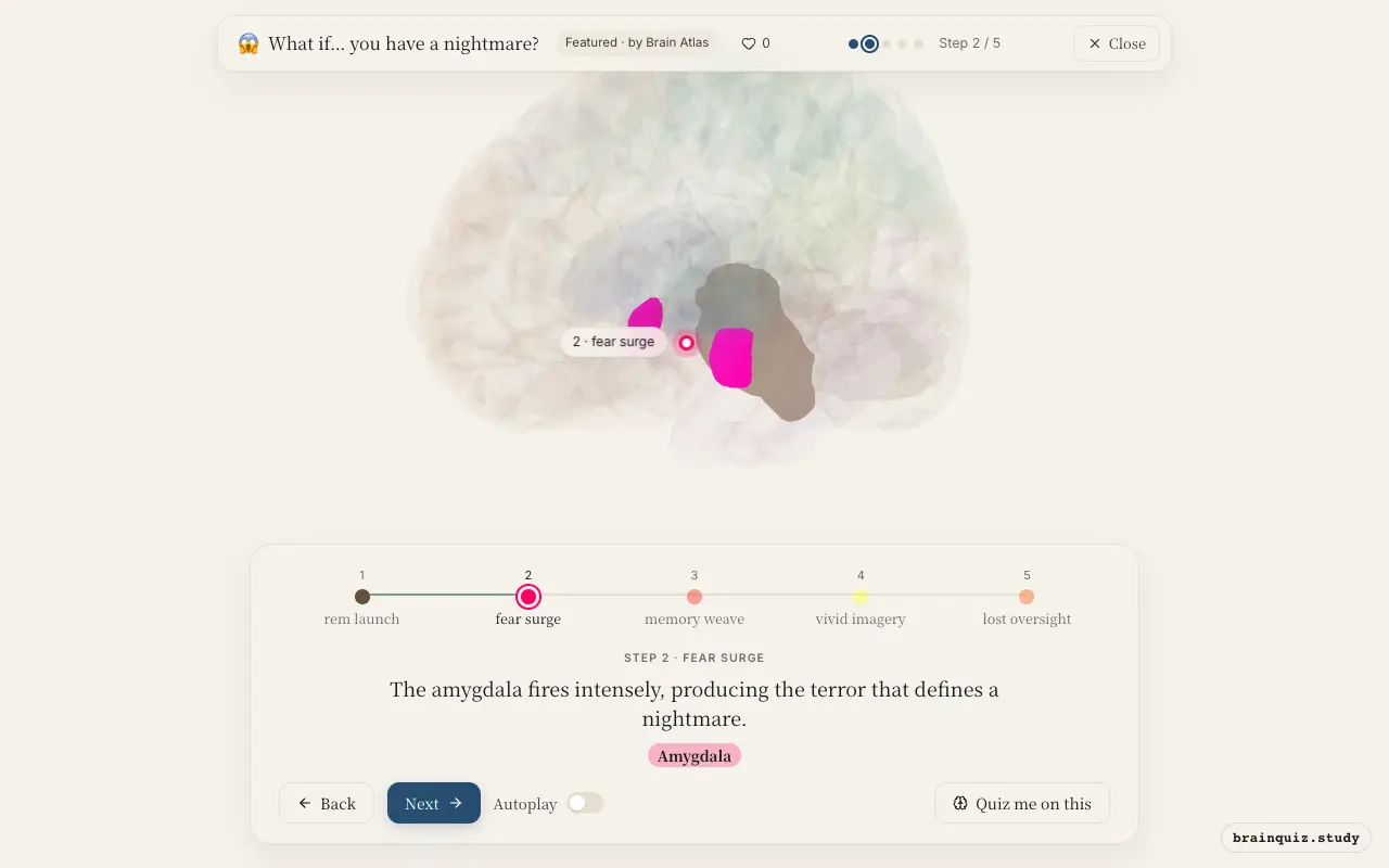 Step 2 of what happens in your brain when you have a nightmare: Brainstem, Amygdala lit on the Brain Atlas 3D brain
