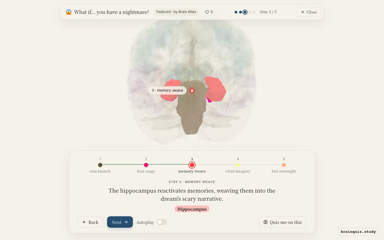 Step 3 of what happens in your brain when you have a nightmare: Brainstem, Amygdala, Hippocampus lit on the Brain Atlas 3D brain