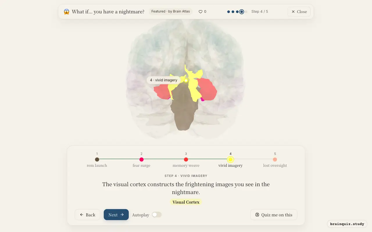 Step 4 of what happens in your brain when you have a nightmare: Brainstem, Amygdala, Hippocampus, Visual Cortex lit on the Brain Atlas 3D brain
