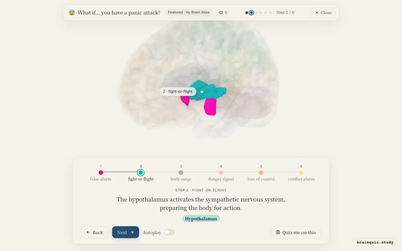 Step 2 of what happens in your brain when you have a panic attack: Amygdala, Hypothalamus lit on the Brain Atlas 3D brain