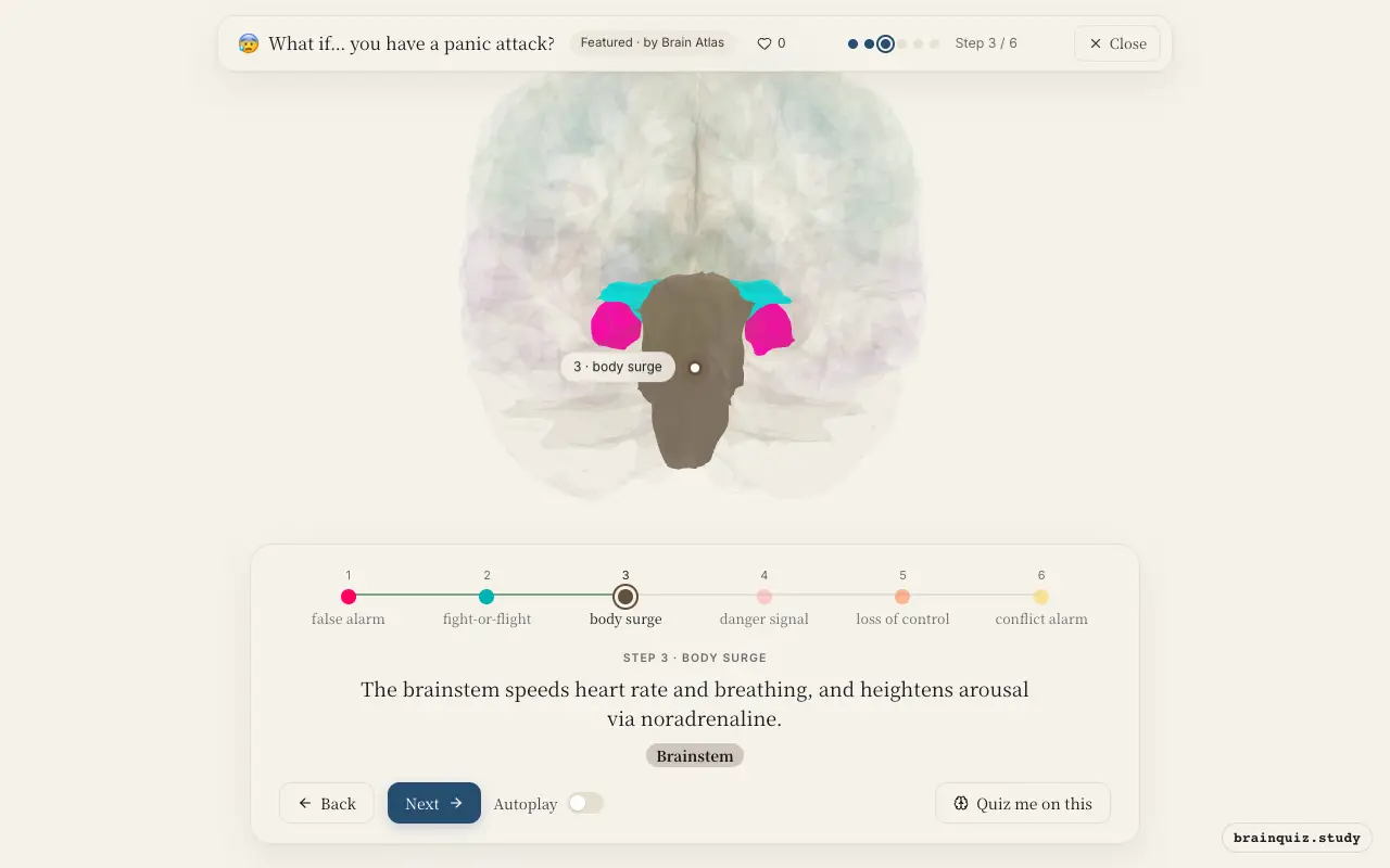 Step 3 of what happens in your brain when you have a panic attack: Amygdala, Hypothalamus, Brainstem lit on the Brain Atlas 3D brain