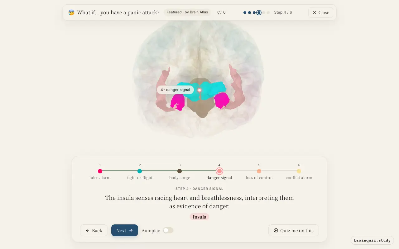 Step 4 of what happens in your brain when you have a panic attack: Amygdala, Hypothalamus, Brainstem, Insula lit on the Brain Atlas 3D brain