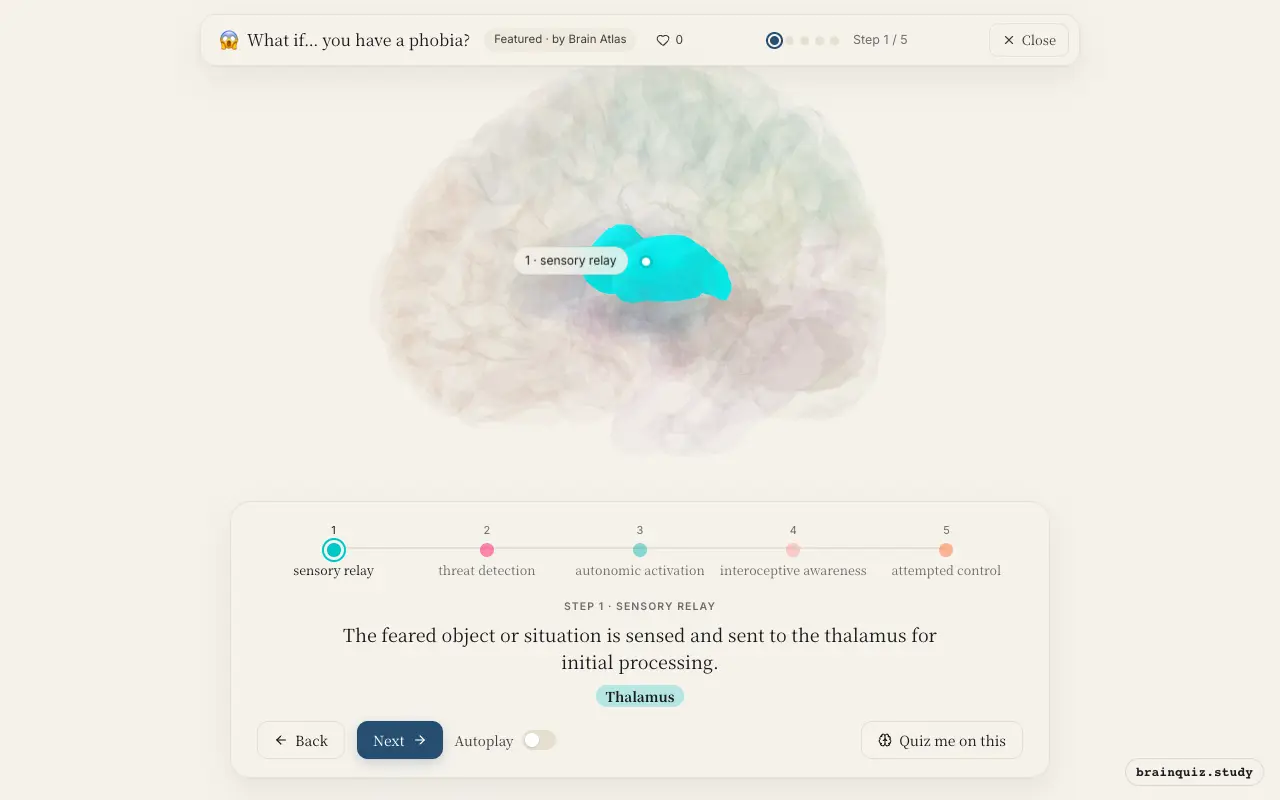 Step 1 of what happens in your brain when you have a phobia: Thalamus lit on the Brain Atlas 3D brain