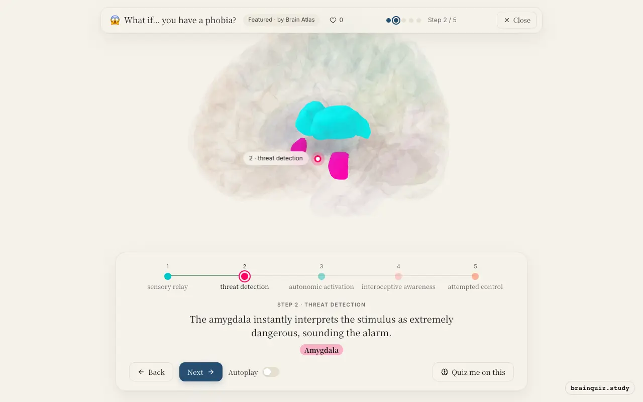 Step 2 of what happens in your brain when you have a phobia: Thalamus, Amygdala lit on the Brain Atlas 3D brain