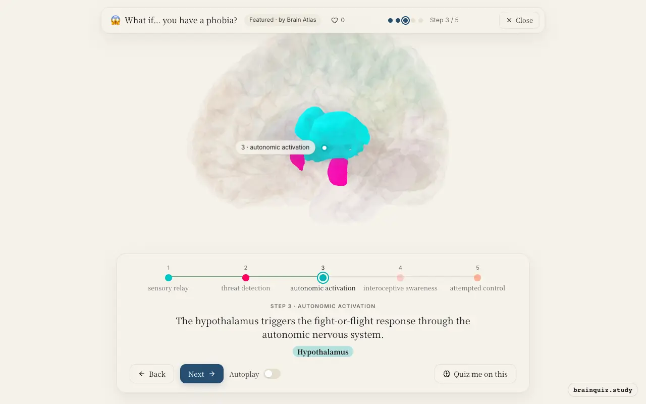 Step 3 of what happens in your brain when you have a phobia: Thalamus, Amygdala, Hypothalamus lit on the Brain Atlas 3D brain