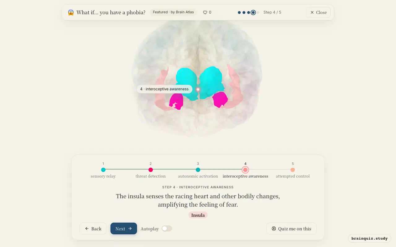 Step 4 of what happens in your brain when you have a phobia: Thalamus, Amygdala, Hypothalamus, Insula lit on the Brain Atlas 3D brain