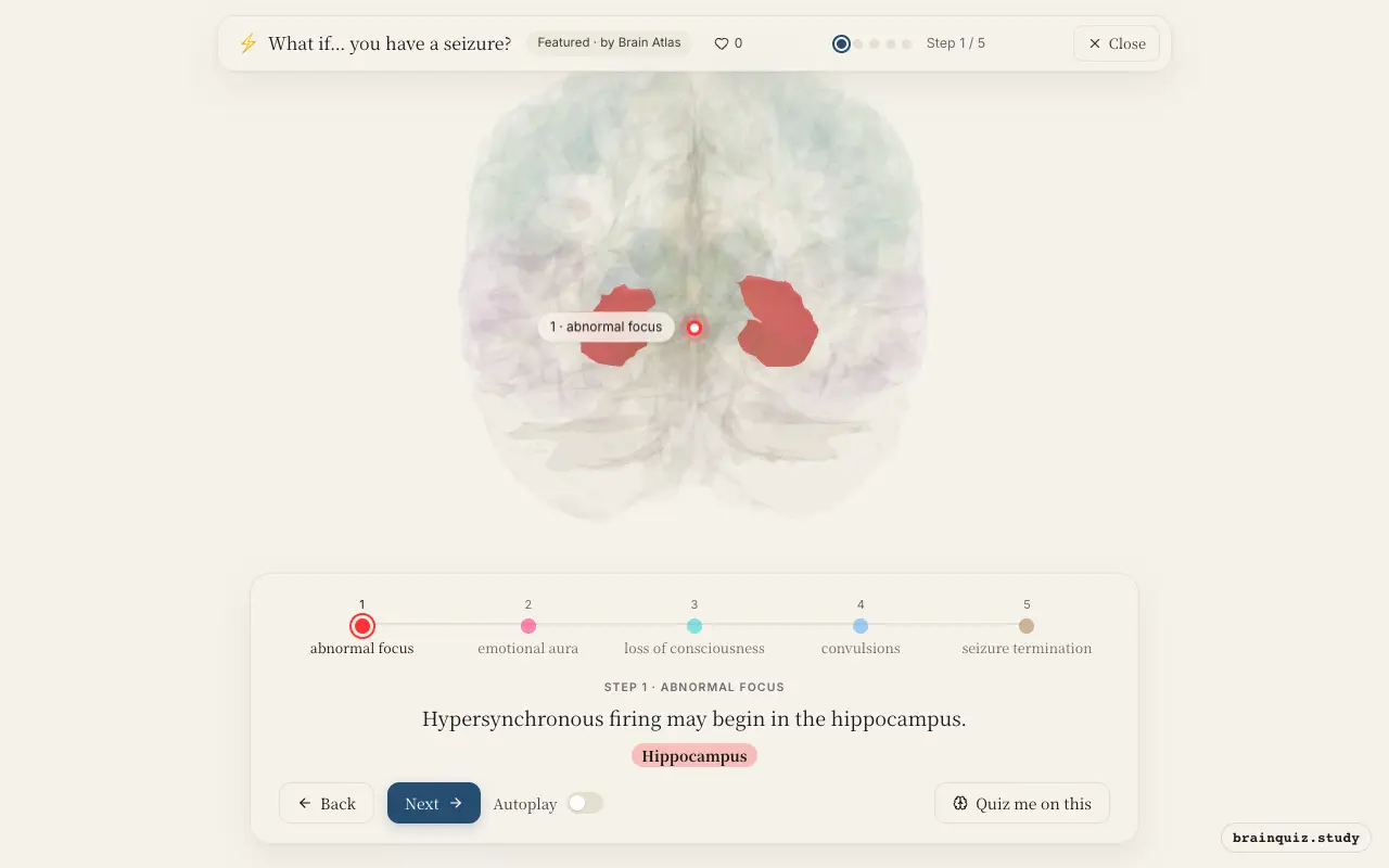 Step 1 of what happens in your brain when you have a seizure: Hippocampus lit on the Brain Atlas 3D brain