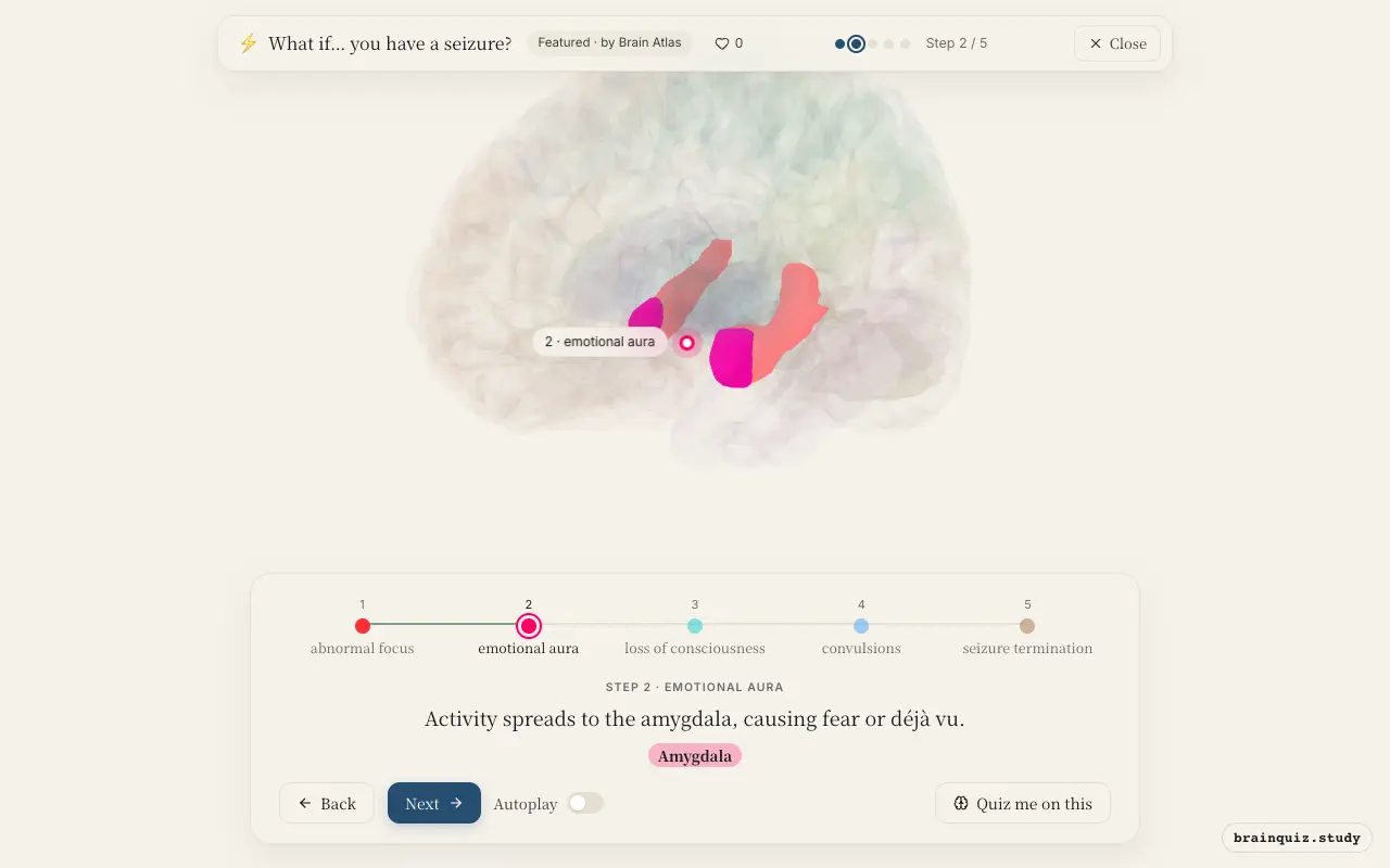 Step 2 of what happens in your brain when you have a seizure: Hippocampus, Amygdala lit on the Brain Atlas 3D brain
