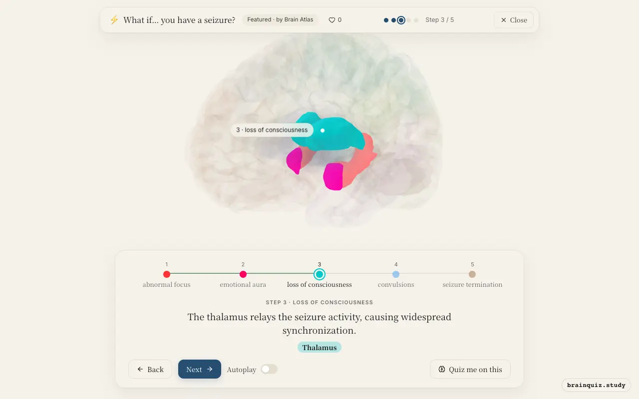 Step 3 of what happens in your brain when you have a seizure: Hippocampus, Amygdala, Thalamus lit on the Brain Atlas 3D brain