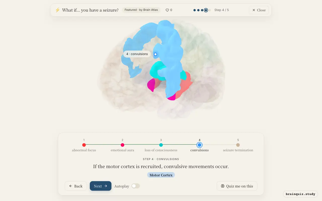 Step 4 of what happens in your brain when you have a seizure: Hippocampus, Amygdala, Thalamus, Motor Cortex lit on the Brain Atlas 3D brain