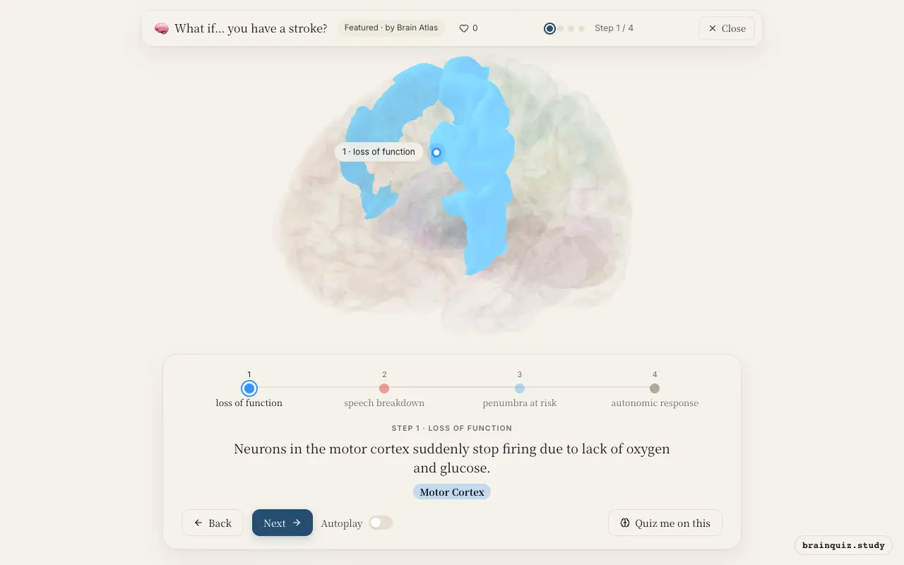 Step 1 of what happens in your brain when you have a stroke: Motor Cortex lit on the Brain Atlas 3D brain