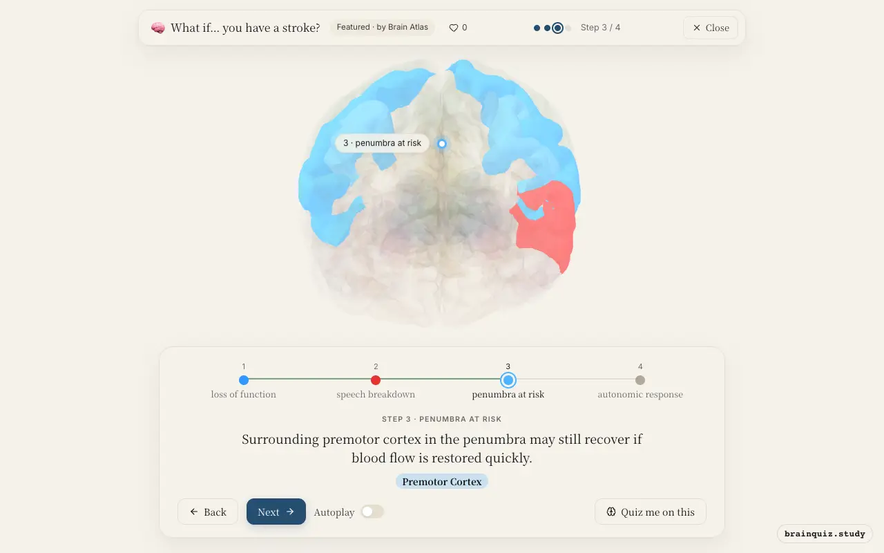 Step 3 of what happens in your brain when you have a stroke: Motor Cortex, Broca's Area, Premotor Cortex lit on the Brain Atlas 3D brain