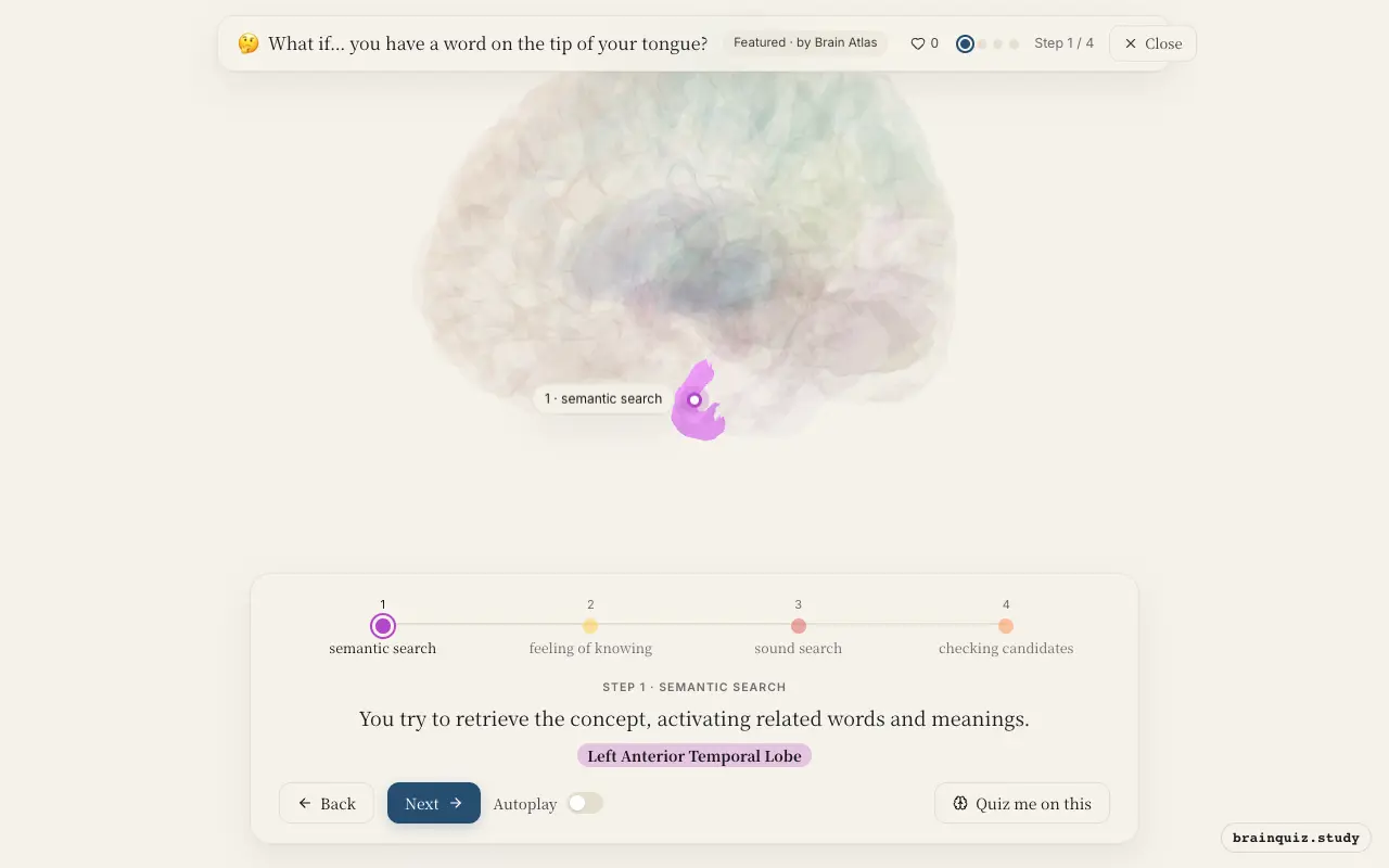 Step 1 of what happens in your brain when you have a word on the tip of your tongue: Left Anterior Temporal Lobe lit on the Brain Atlas 3D brain