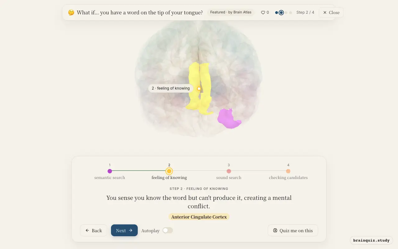 Step 2 of what happens in your brain when you have a word on the tip of your tongue: Left Anterior Temporal Lobe, Anterior Cingulate Cortex lit on the Brain Atlas 3D brain
