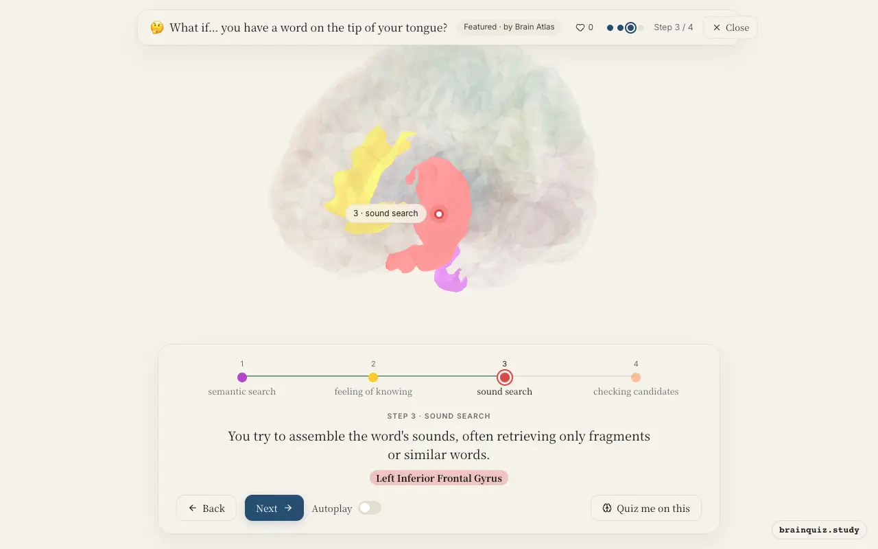 Step 3 of what happens in your brain when you have a word on the tip of your tongue: Left Anterior Temporal Lobe, Anterior Cingulate Cortex, Left Inferior Frontal Gyrus lit on the Brain Atlas 3D brain