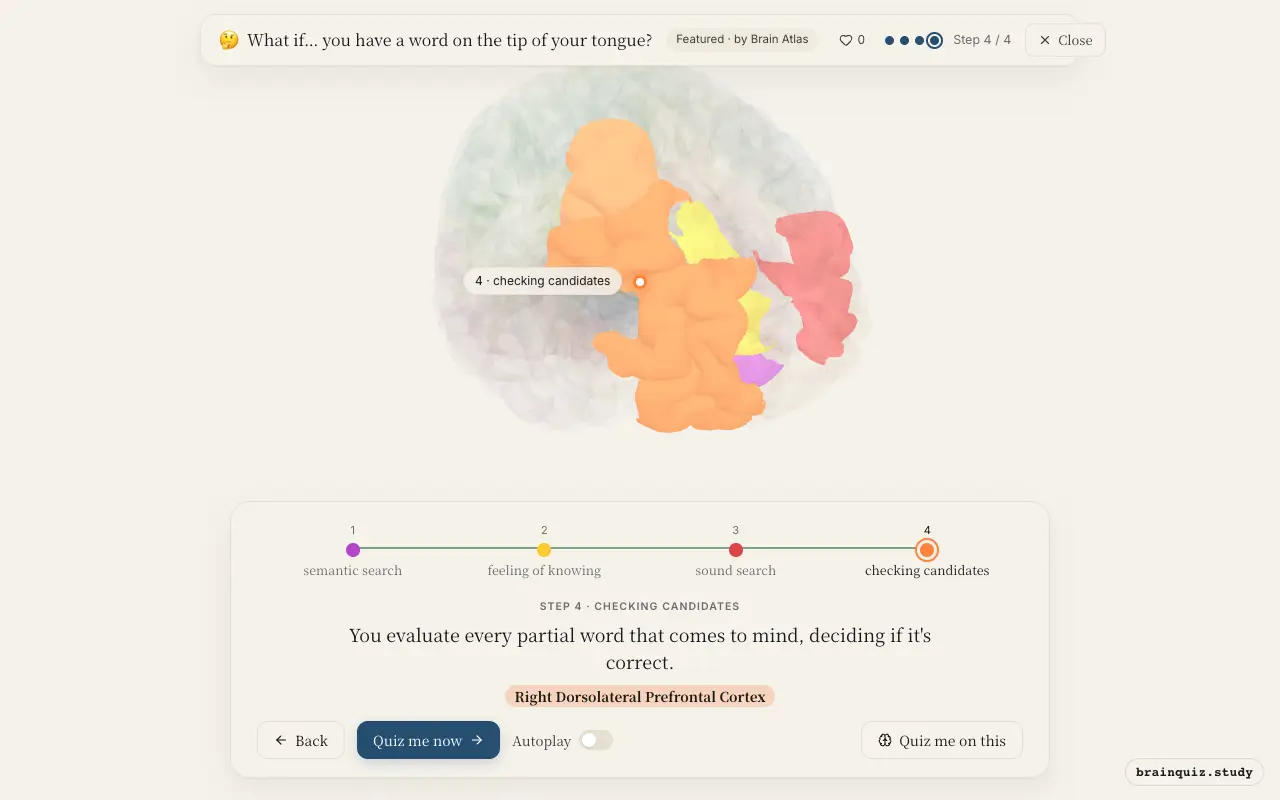 Left Anterior Temporal Lobe, Anterior Cingulate Cortex, Left Inferior Frontal Gyrus, Right Dorsolateral Prefrontal Cortex lit up on the Brain Atlas 3D brain: what happens in your brain when you have a word on the tip of your tongue