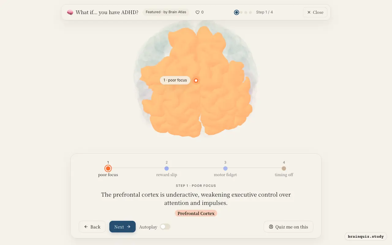 Step 1 of what happens in your brain when you have ADHD: Prefrontal Cortex lit on the Brain Atlas 3D brain