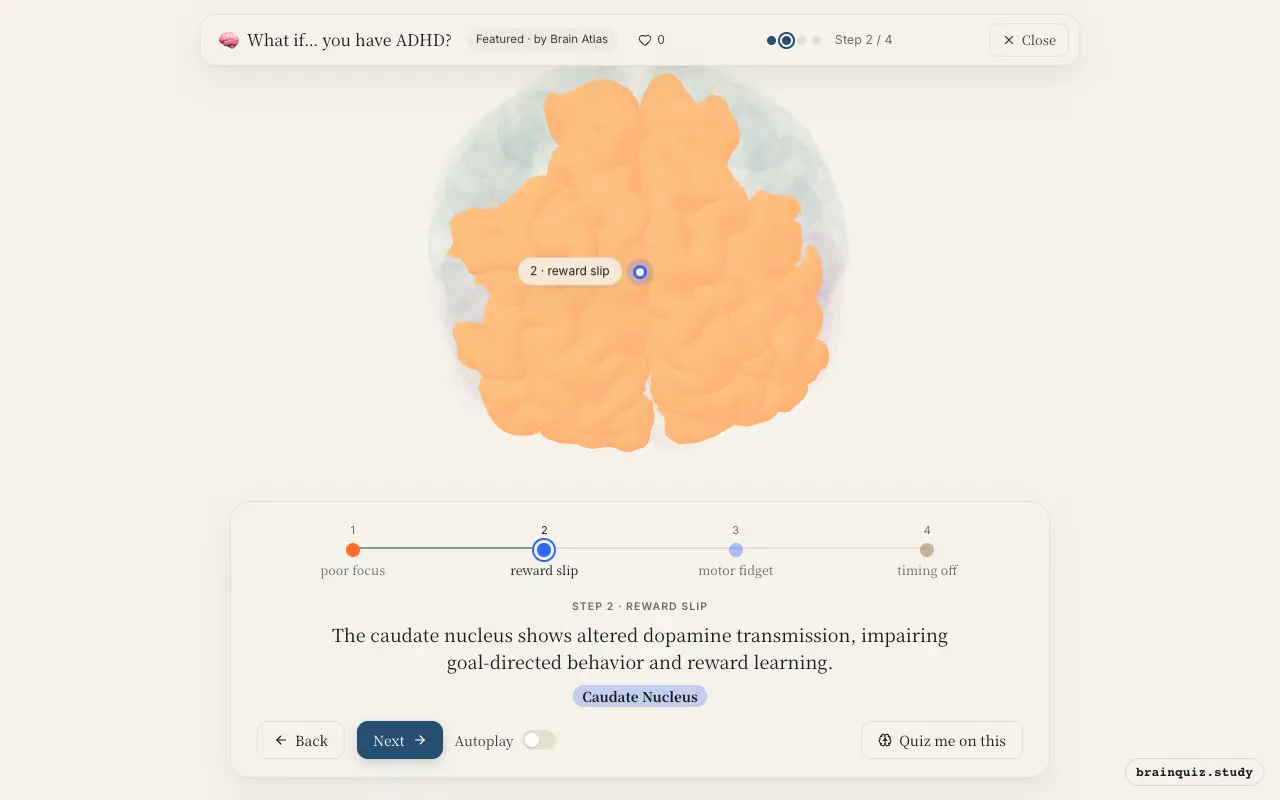 Step 2 of what happens in your brain when you have ADHD: Prefrontal Cortex, Caudate Nucleus lit on the Brain Atlas 3D brain
