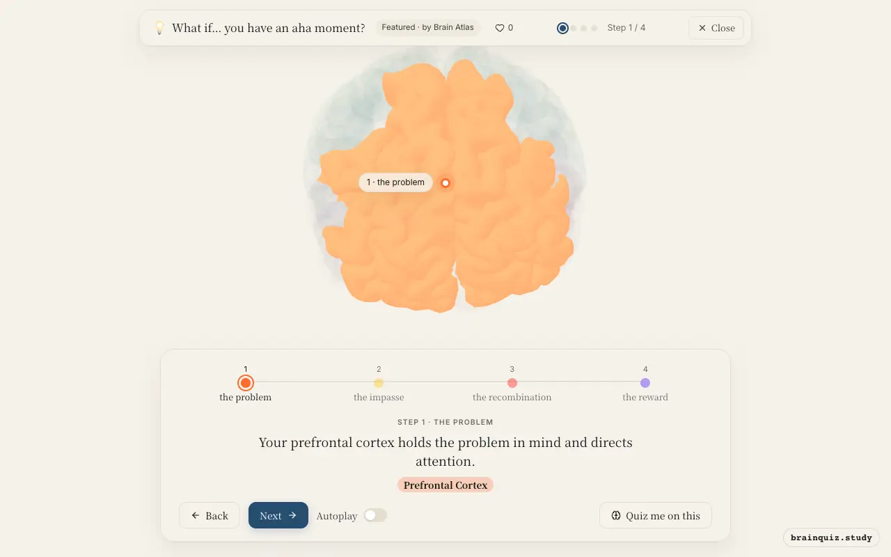 Step 1 of what happens in your brain when you have an aha moment: Prefrontal Cortex lit on the Brain Atlas 3D brain
