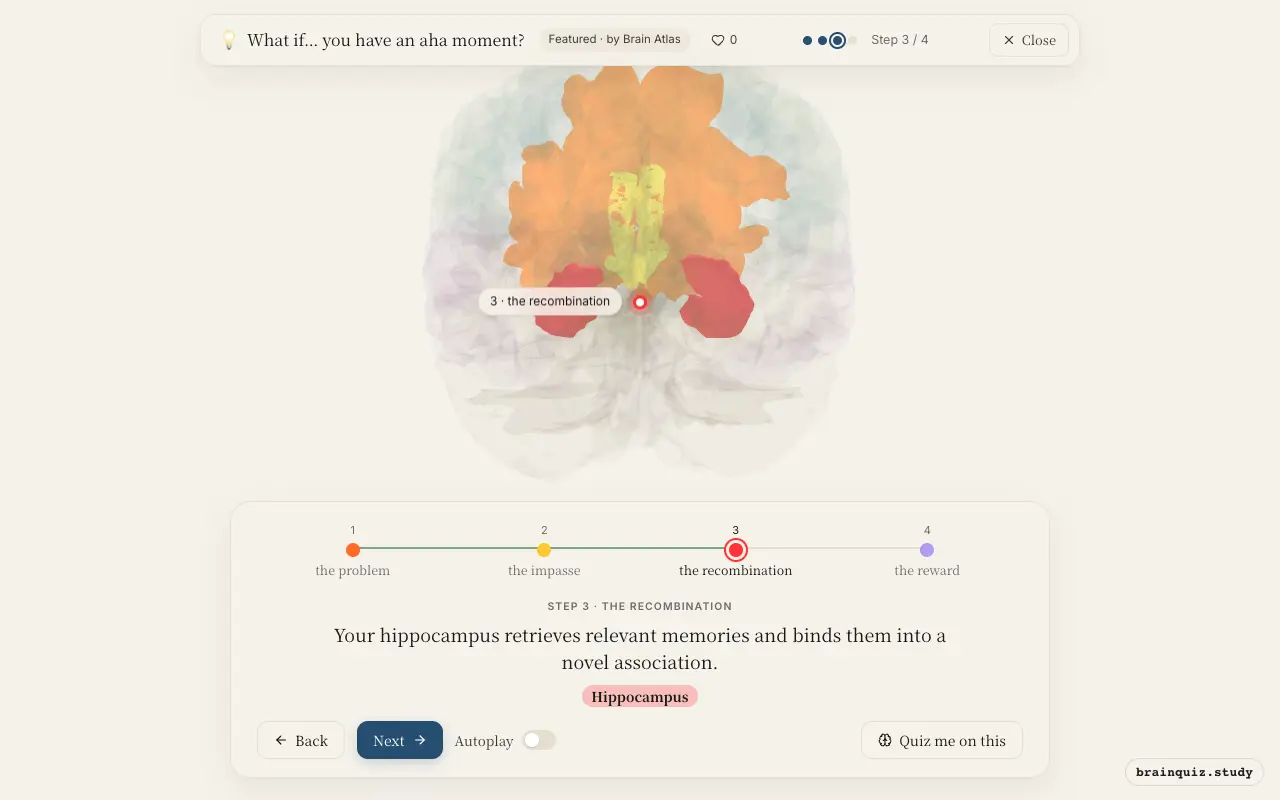 Step 3 of what happens in your brain when you have an aha moment: Prefrontal Cortex, Anterior Cingulate Cortex, Hippocampus lit on the Brain Atlas 3D brain