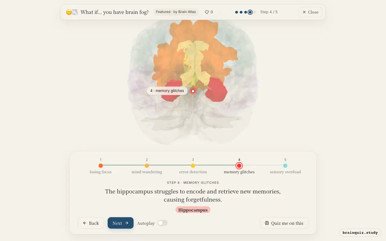 Step 4 of what happens in your brain when you have brain fog: Prefrontal Cortex, Posterior Cingulate Cortex, Anterior Cingulate Cortex, Hippocampus lit on the Brain Atlas 3D brain