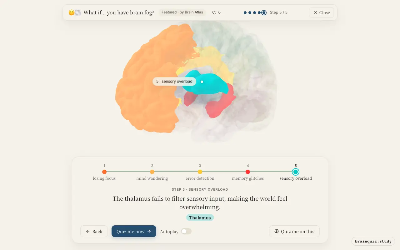 Prefrontal Cortex, Posterior Cingulate Cortex, Anterior Cingulate Cortex, Hippocampus, Thalamus lit up on the Brain Atlas 3D brain: what happens in your brain when you have brain fog