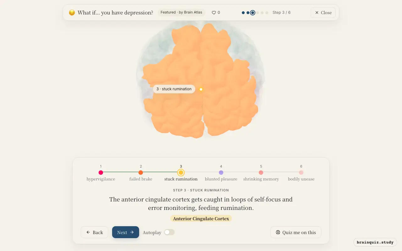 Step 3 of what happens in your brain when you have depression: Amygdala, Prefrontal Cortex, Anterior Cingulate Cortex lit on the Brain Atlas 3D brain