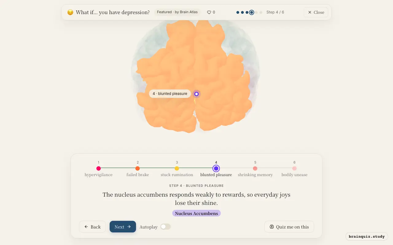 Step 4 of what happens in your brain when you have depression: Amygdala, Prefrontal Cortex, Anterior Cingulate Cortex, Nucleus Accumbens lit on the Brain Atlas 3D brain