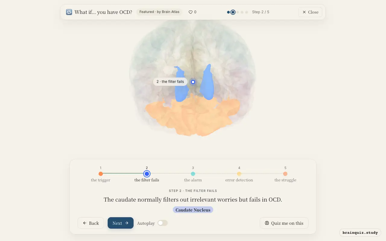 Step 2 of what happens in your brain when you have OCD: Orbitofrontal Cortex, Caudate Nucleus lit on the Brain Atlas 3D brain