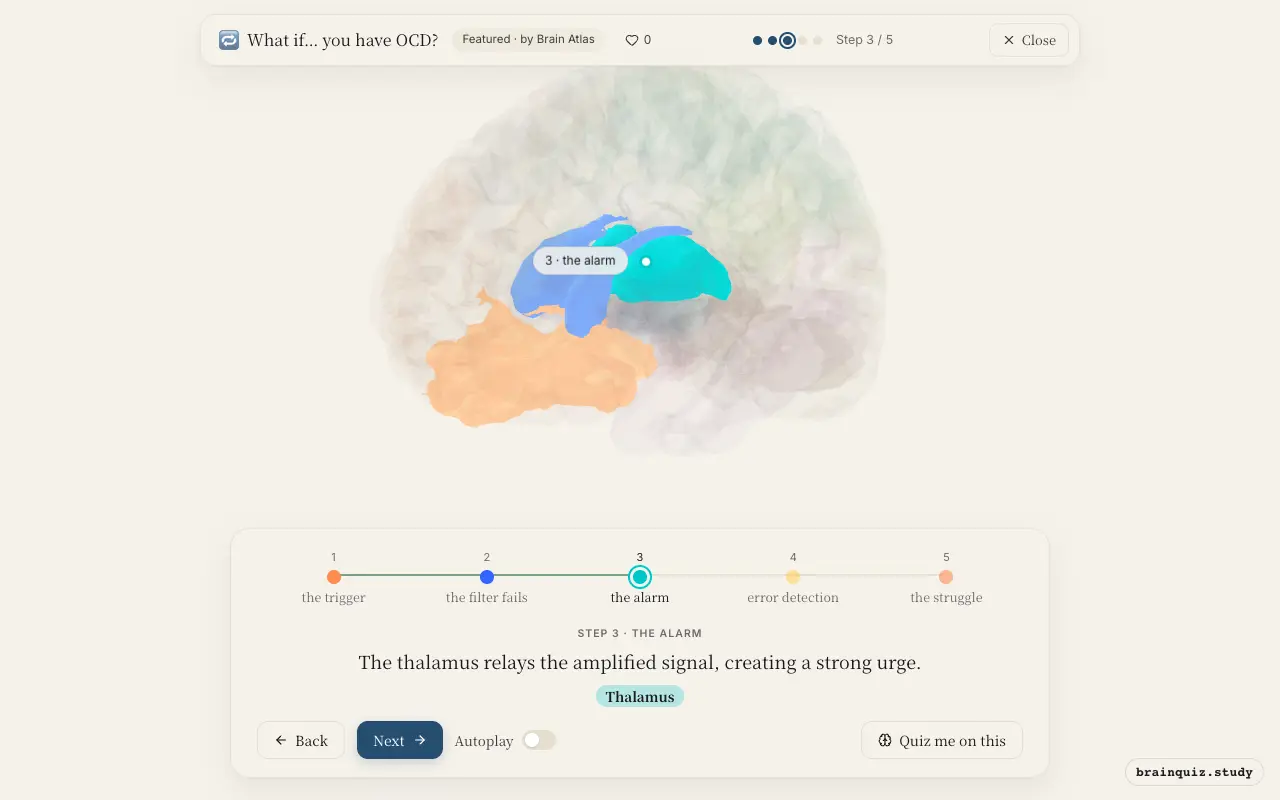 Step 3 of what happens in your brain when you have OCD: Orbitofrontal Cortex, Caudate Nucleus, Thalamus lit on the Brain Atlas 3D brain