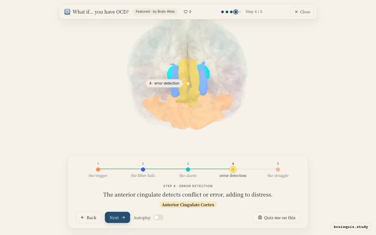 Step 4 of what happens in your brain when you have OCD: Orbitofrontal Cortex, Caudate Nucleus, Thalamus, Anterior Cingulate Cortex lit on the Brain Atlas 3D brain