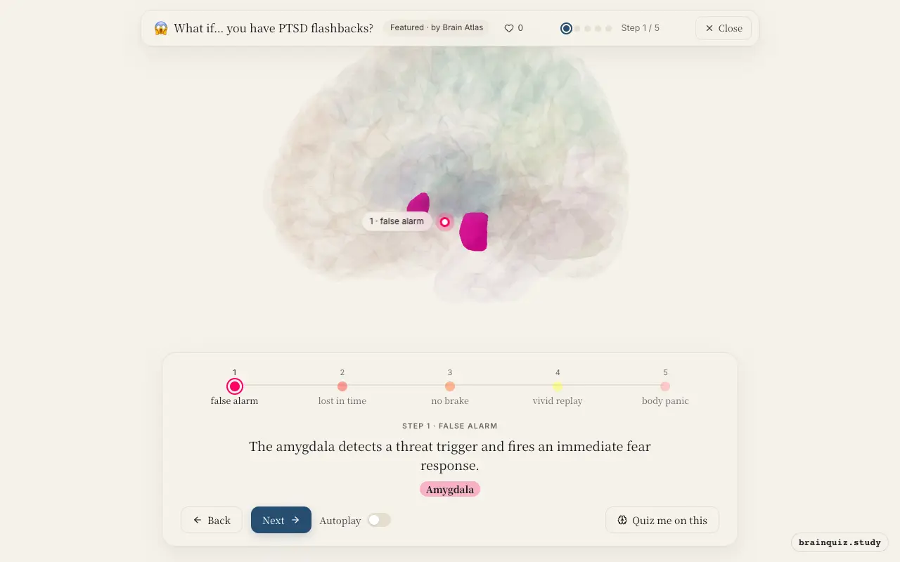 Step 1 of what happens in your brain when you have PTSD flashbacks: Amygdala lit on the Brain Atlas 3D brain