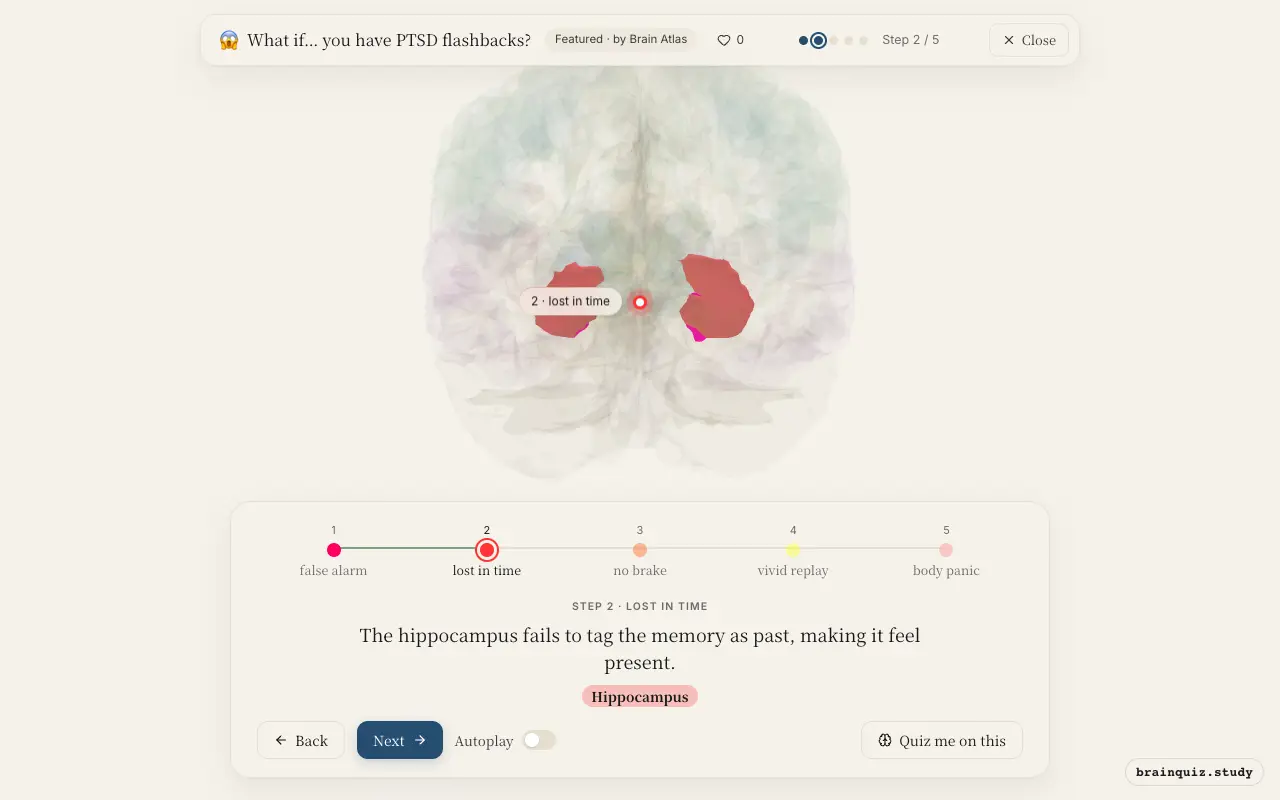 Step 2 of what happens in your brain when you have PTSD flashbacks: Amygdala, Hippocampus lit on the Brain Atlas 3D brain