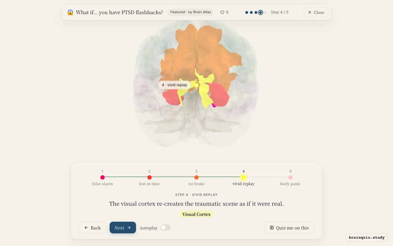 Step 4 of what happens in your brain when you have PTSD flashbacks: Amygdala, Hippocampus, Prefrontal Cortex, Visual Cortex lit on the Brain Atlas 3D brain