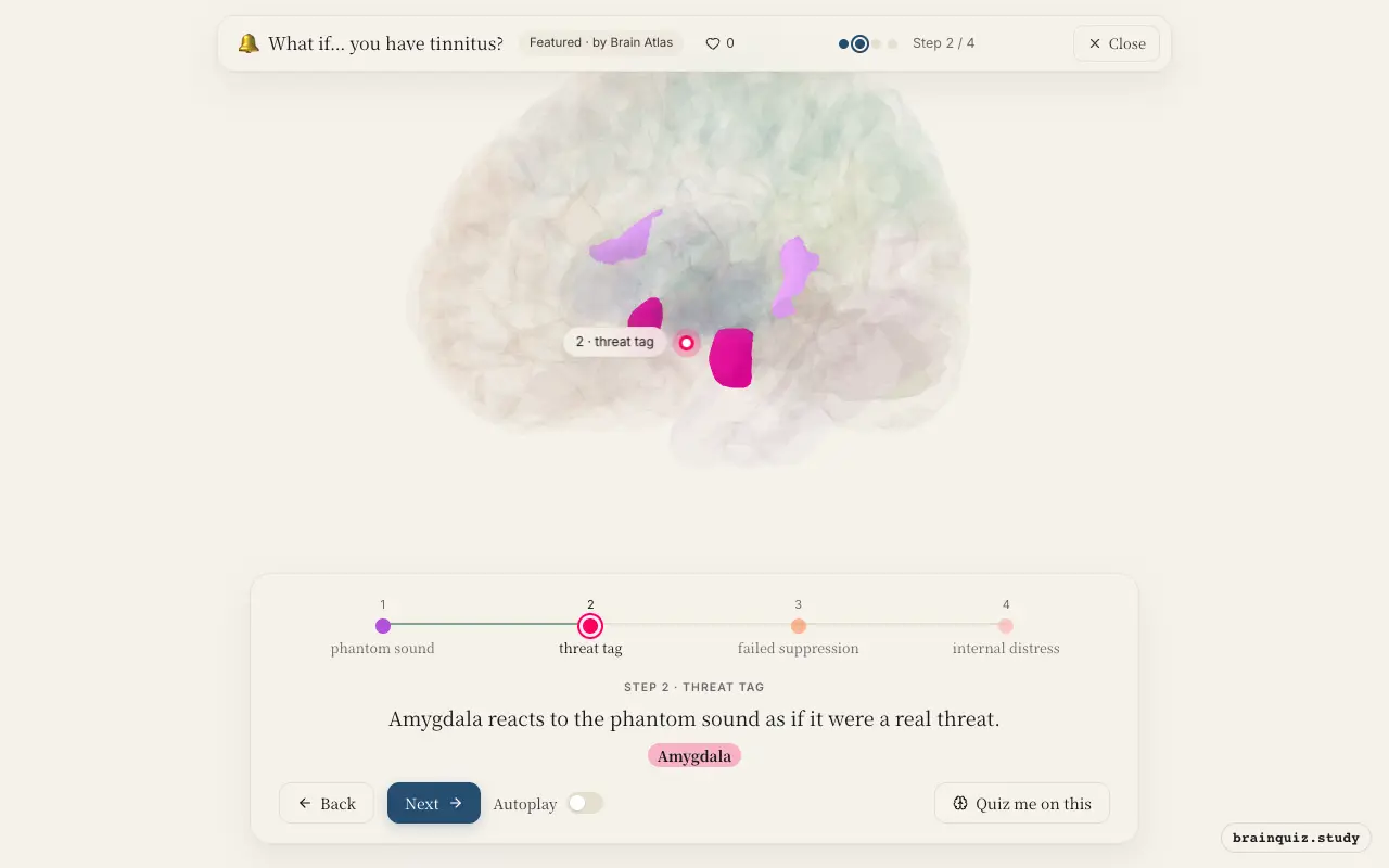 Step 2 of what happens in your brain when you have tinnitus: Auditory Cortex, Amygdala lit on the Brain Atlas 3D brain