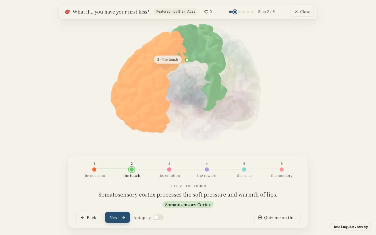 Step 2 of what happens in your brain when you have your first kiss: Prefrontal Cortex, Somatosensory Cortex lit on the Brain Atlas 3D brain