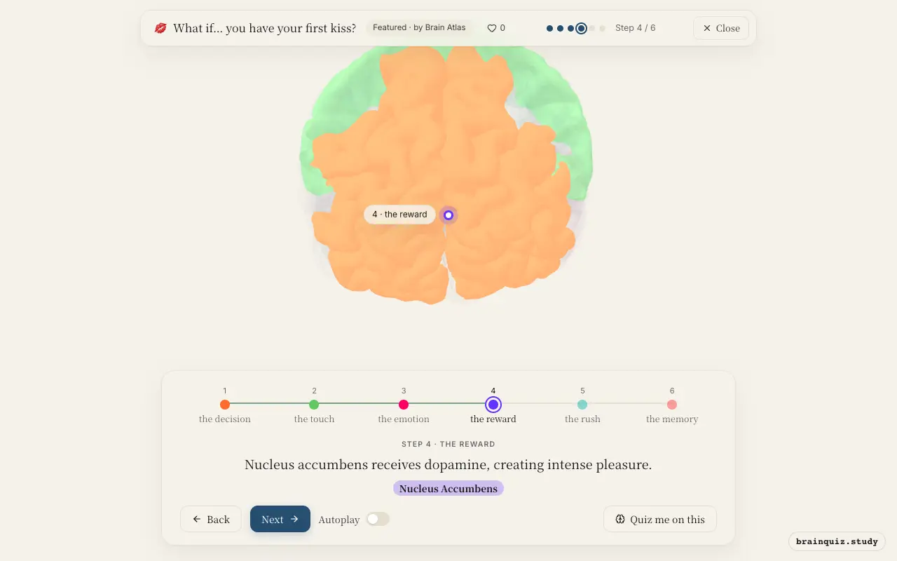 Step 4 of what happens in your brain when you have your first kiss: Prefrontal Cortex, Somatosensory Cortex, Amygdala, Nucleus Accumbens lit on the Brain Atlas 3D brain