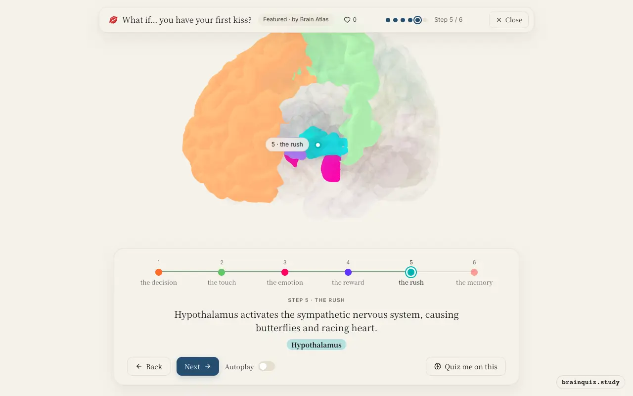 Step 5 of what happens in your brain when you have your first kiss: Prefrontal Cortex, Somatosensory Cortex, Amygdala, Nucleus Accumbens, Hypothalamus lit on the Brain Atlas 3D brain