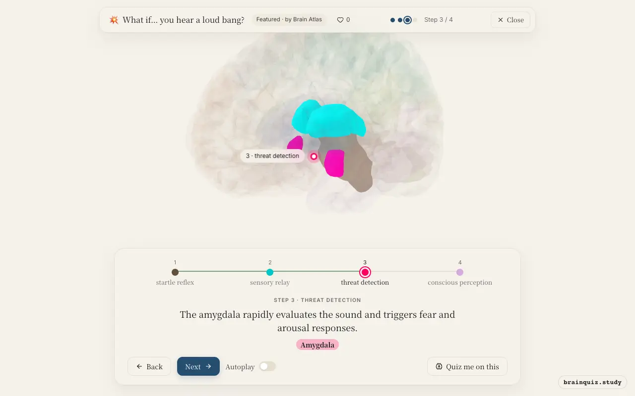Step 3 of what happens in your brain when you hear a loud bang: Brainstem, Thalamus, Amygdala lit on the Brain Atlas 3D brain