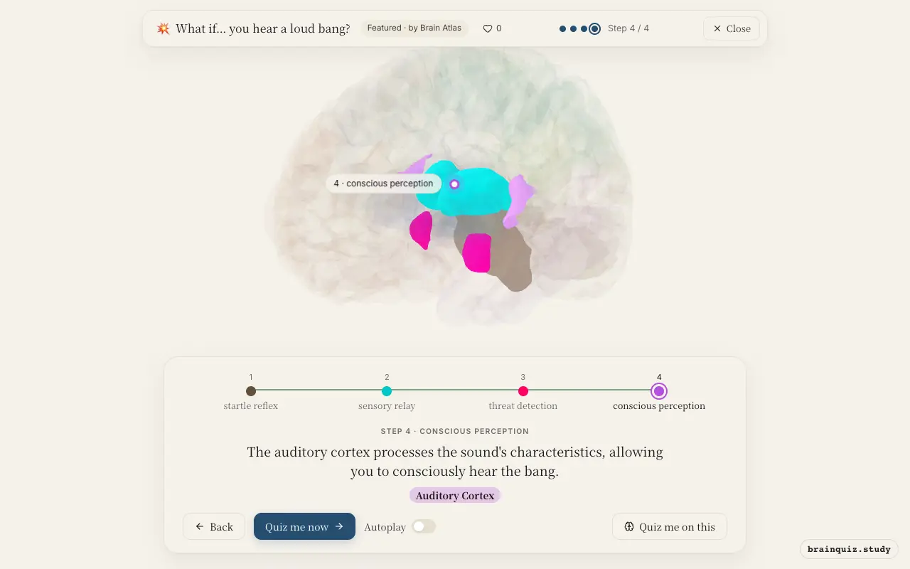 Brainstem, Thalamus, Amygdala, Auditory Cortex lit up on the Brain Atlas 3D brain: what happens in your brain when you hear a loud bang