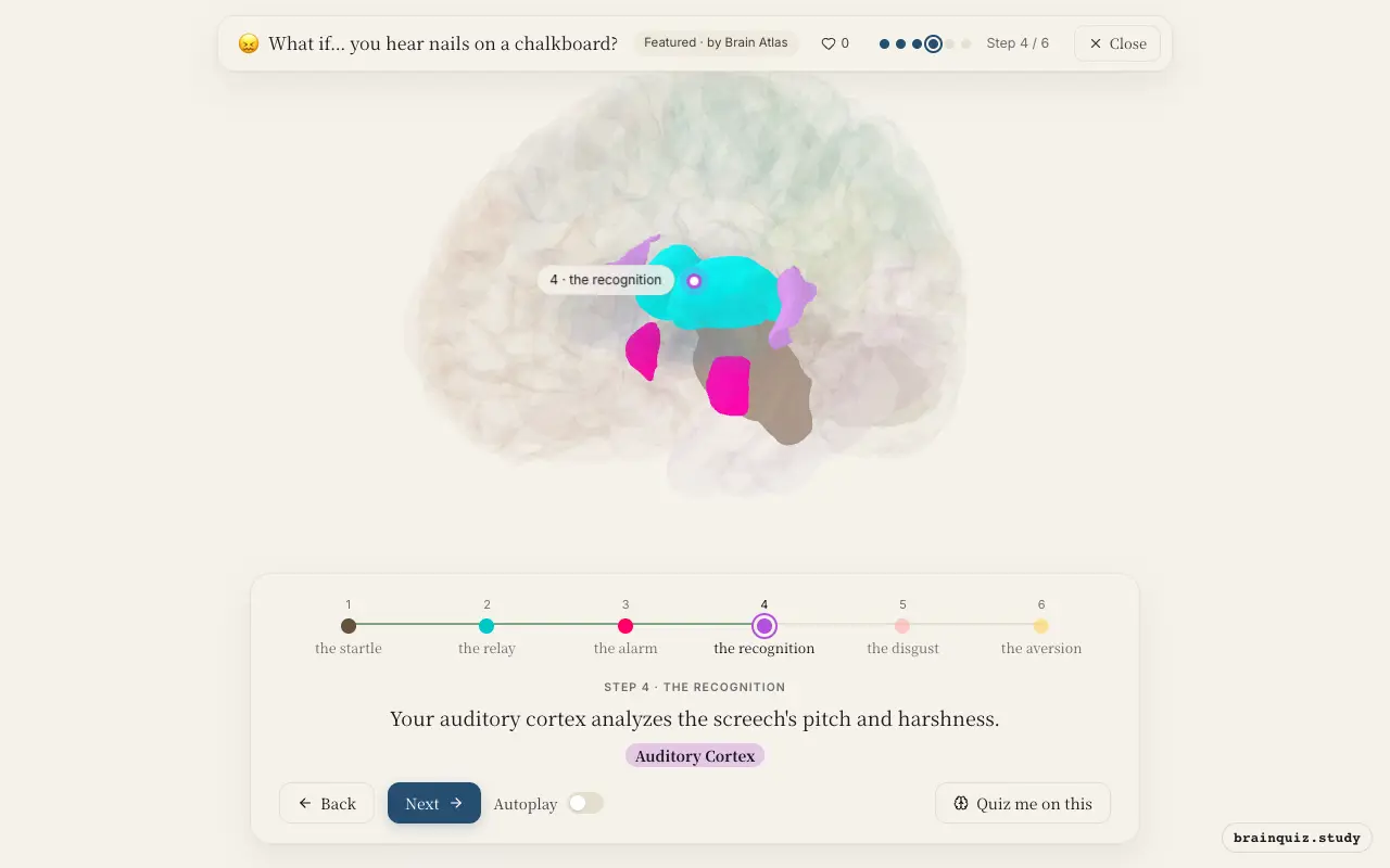 Step 4 of what happens in your brain when you hear nails on a chalkboard: Brainstem, Thalamus, Amygdala, Auditory Cortex lit on the Brain Atlas 3D brain
