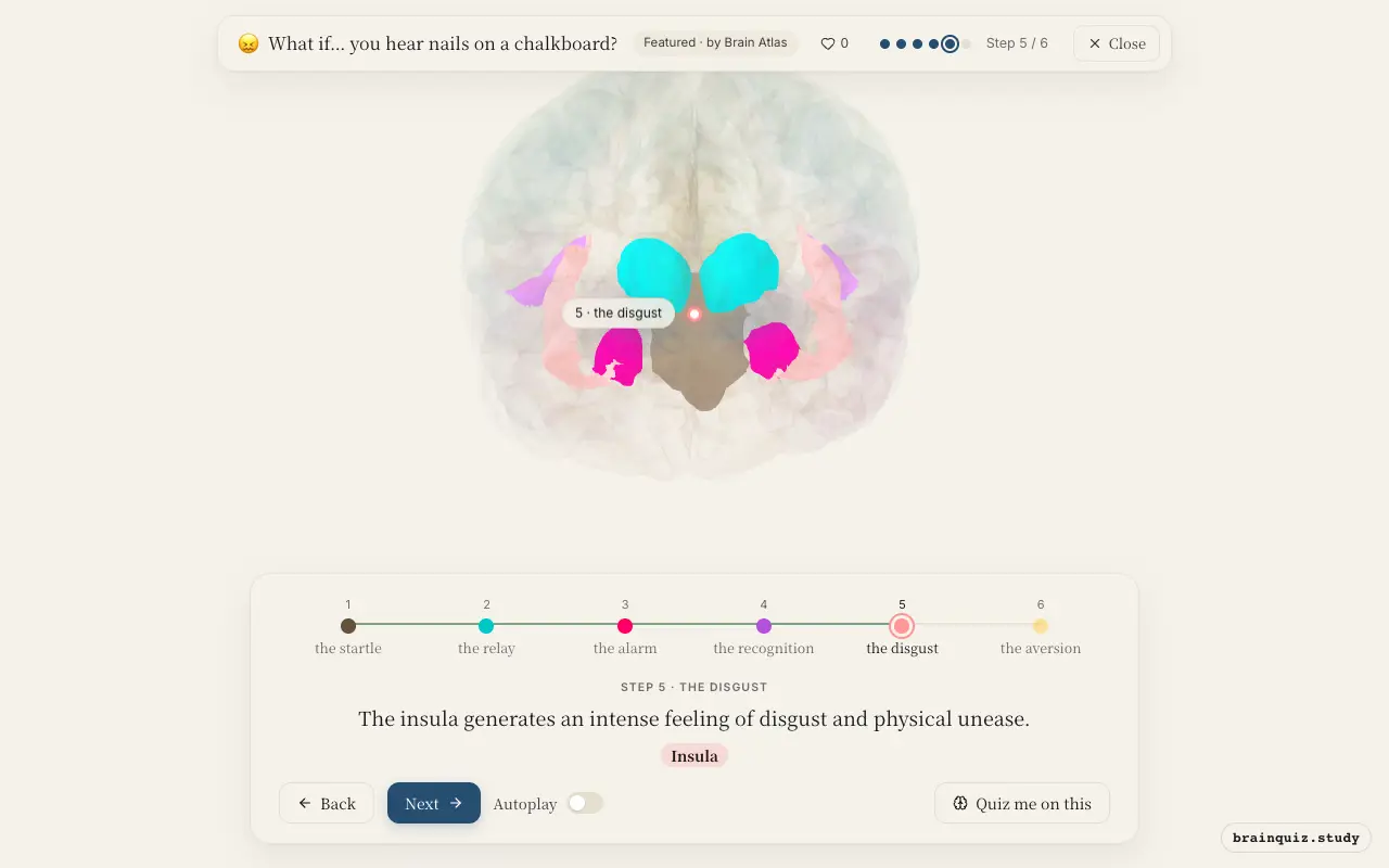 Step 5 of what happens in your brain when you hear nails on a chalkboard: Brainstem, Thalamus, Amygdala, Auditory Cortex, Insula lit on the Brain Atlas 3D brain