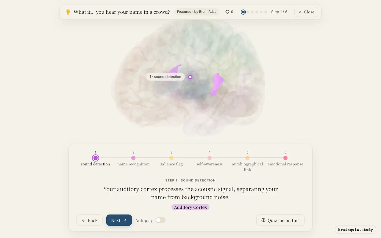 Step 1 of what happens in your brain when you hear your name in a crowd: Auditory Cortex lit on the Brain Atlas 3D brain