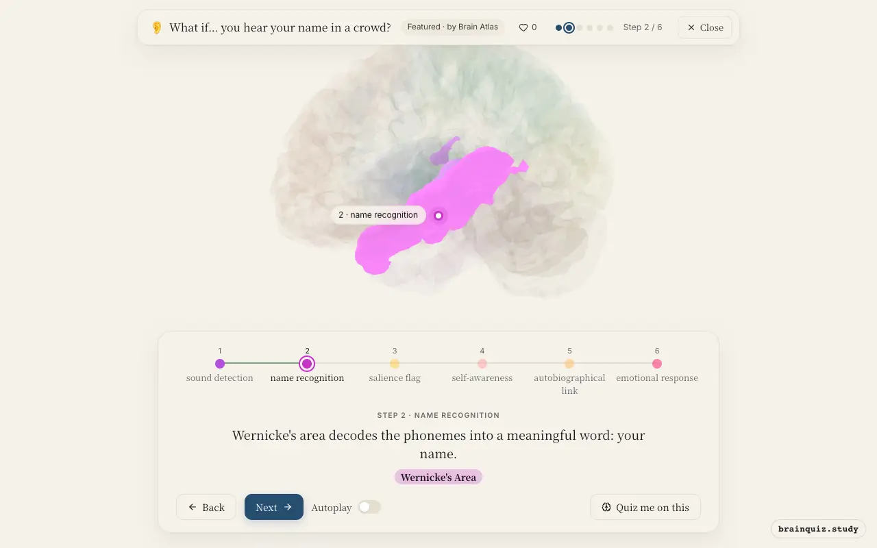 Step 2 of what happens in your brain when you hear your name in a crowd: Auditory Cortex, Wernicke's Area lit on the Brain Atlas 3D brain