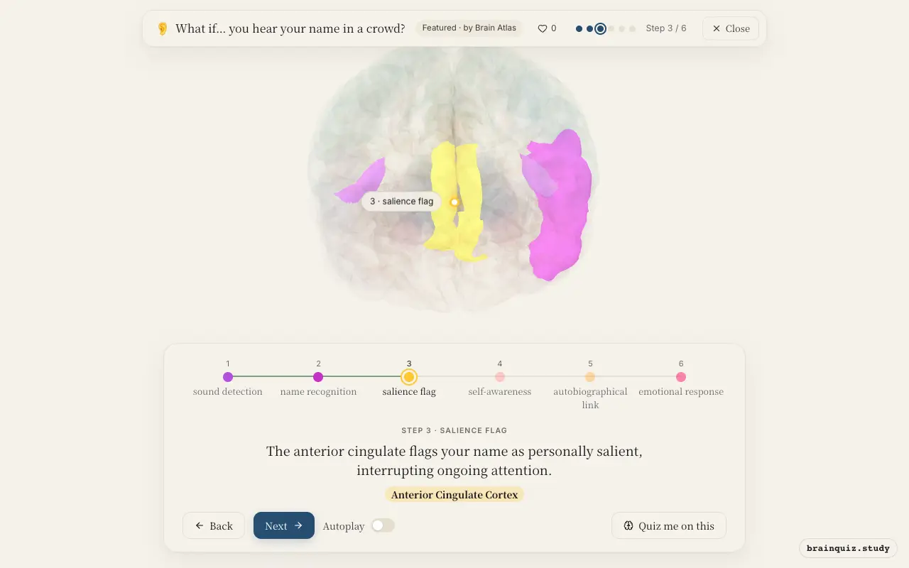 Step 3 of what happens in your brain when you hear your name in a crowd: Auditory Cortex, Wernicke's Area, Anterior Cingulate Cortex lit on the Brain Atlas 3D brain