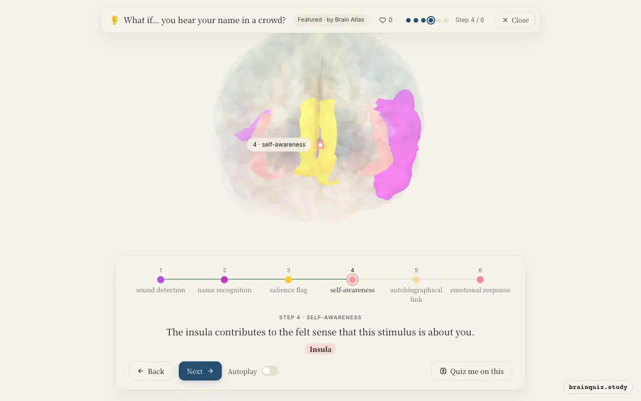 Step 4 of what happens in your brain when you hear your name in a crowd: Auditory Cortex, Wernicke's Area, Anterior Cingulate Cortex, Insula lit on the Brain Atlas 3D brain