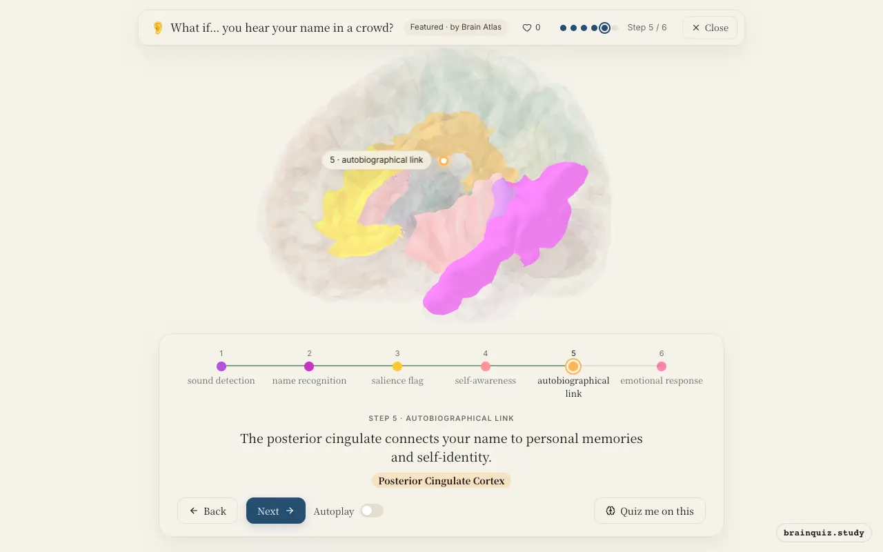 Step 5 of what happens in your brain when you hear your name in a crowd: Auditory Cortex, Wernicke's Area, Anterior Cingulate Cortex, Insula, Posterior Cingulate Cortex lit on the Brain Atlas 3D brain